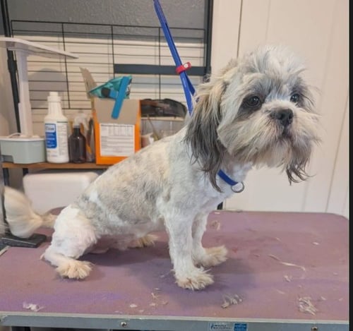 HOLDEN - ADOPTION IN PROCESS - Shih Tzu / Lhasa Apso available for adoption