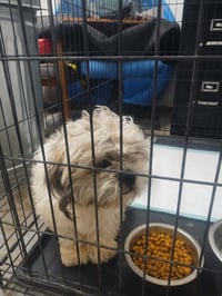 Holden - ADOPTION IN PROCESS - Photo 3