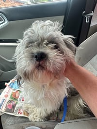 Holden - ADOPTION IN PROCESS - Photo 4