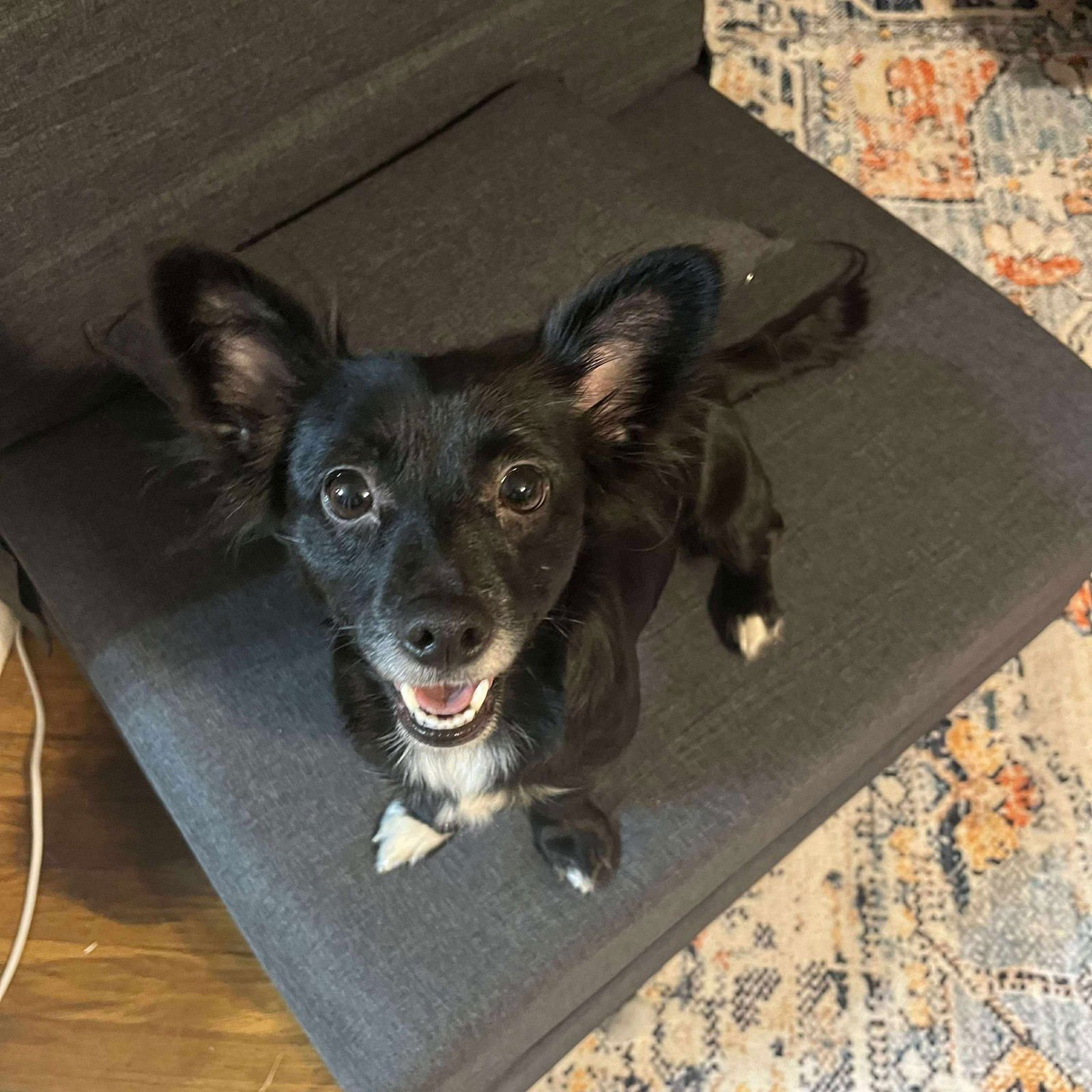 LUCY - ADOPTION IN PROCESS - Chihuahua available for adoption