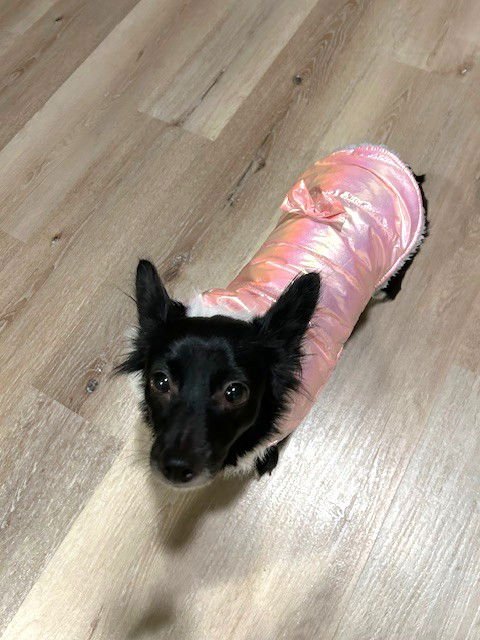 LUCY - ADOPTION IN PROCESS - Chihuahua available for adoption