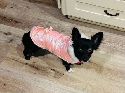 Lucy - ADOPTION IN PROCESS - Photo 3