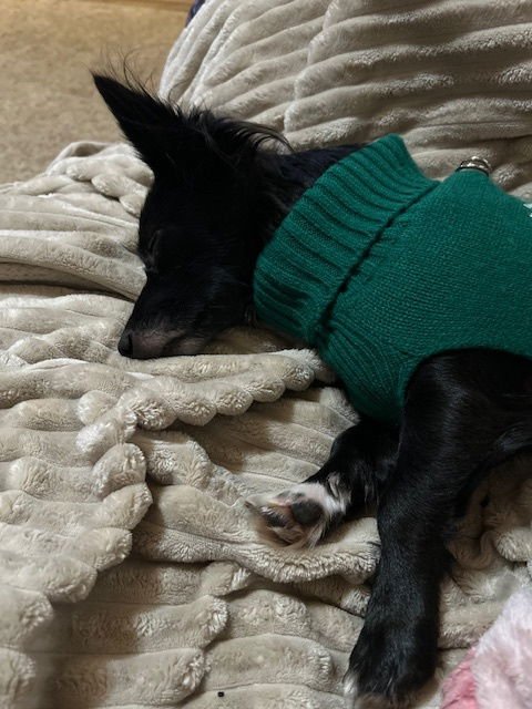 Lucy - ADOPTION IN PROCESS - Photo 4