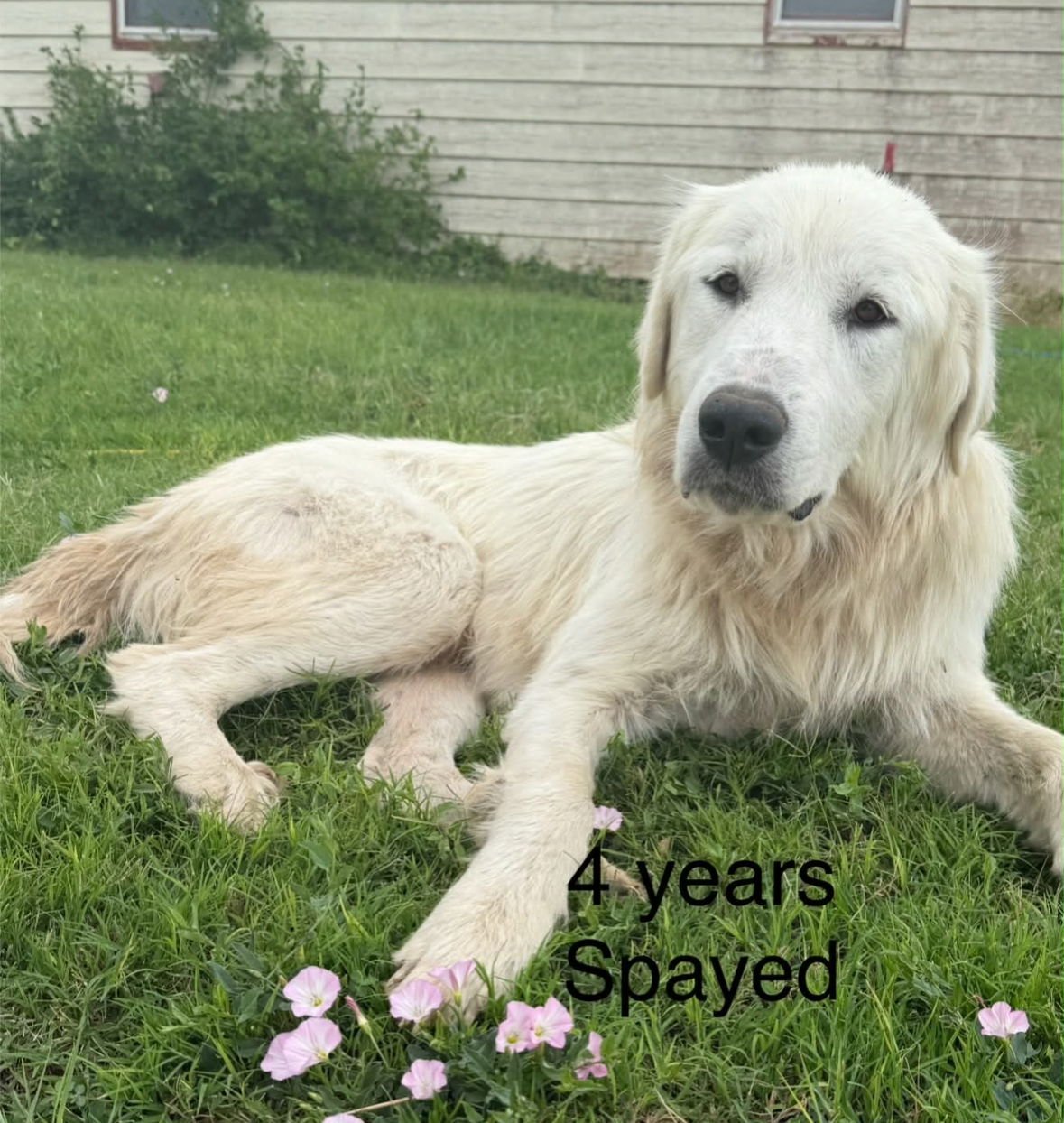 DELILIAH P - ADOPTION IN PROCESS - Great Pyrenees available for adoption