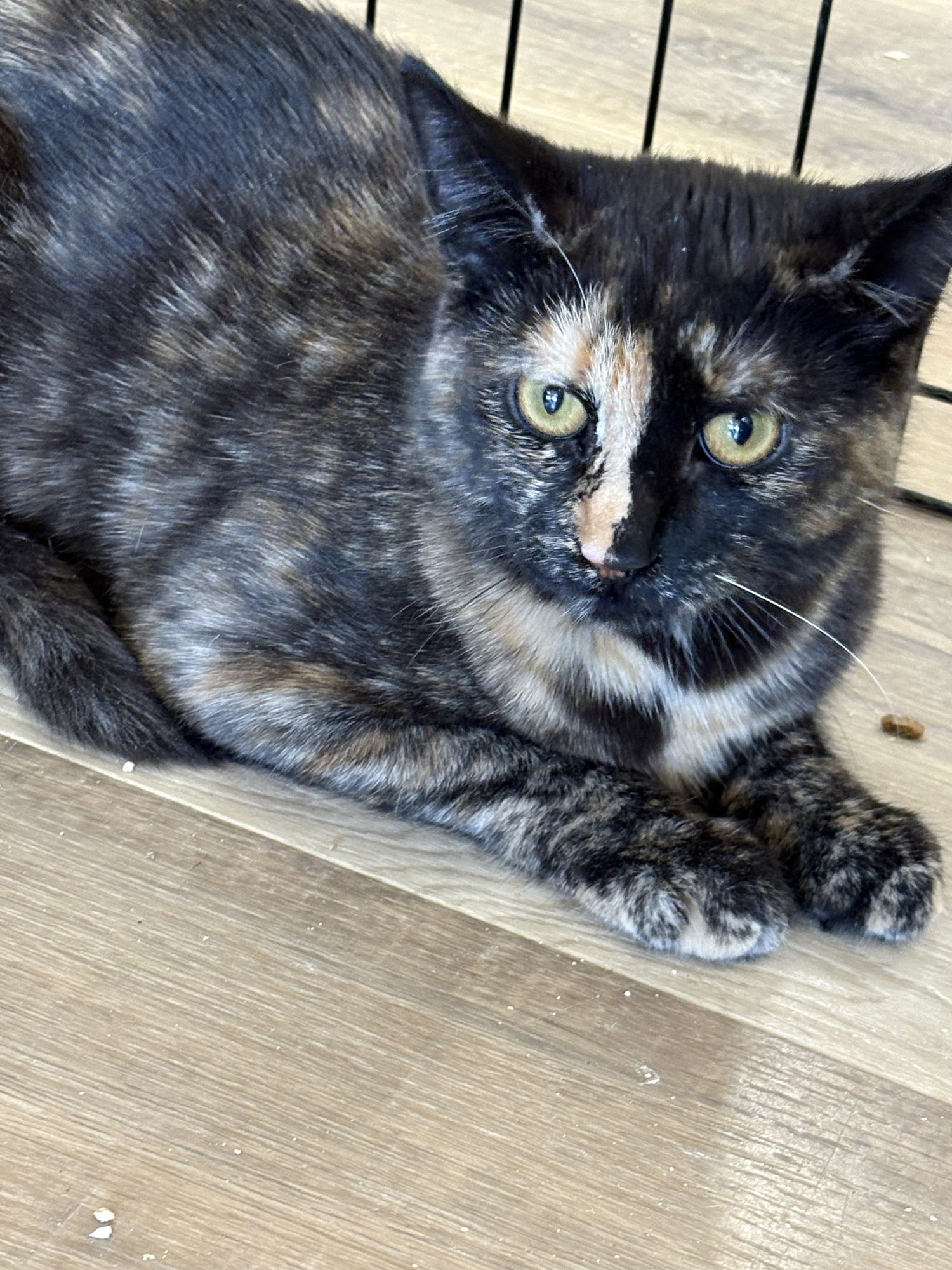 NATALIE - American Shorthair / Tortoiseshell available for adoption