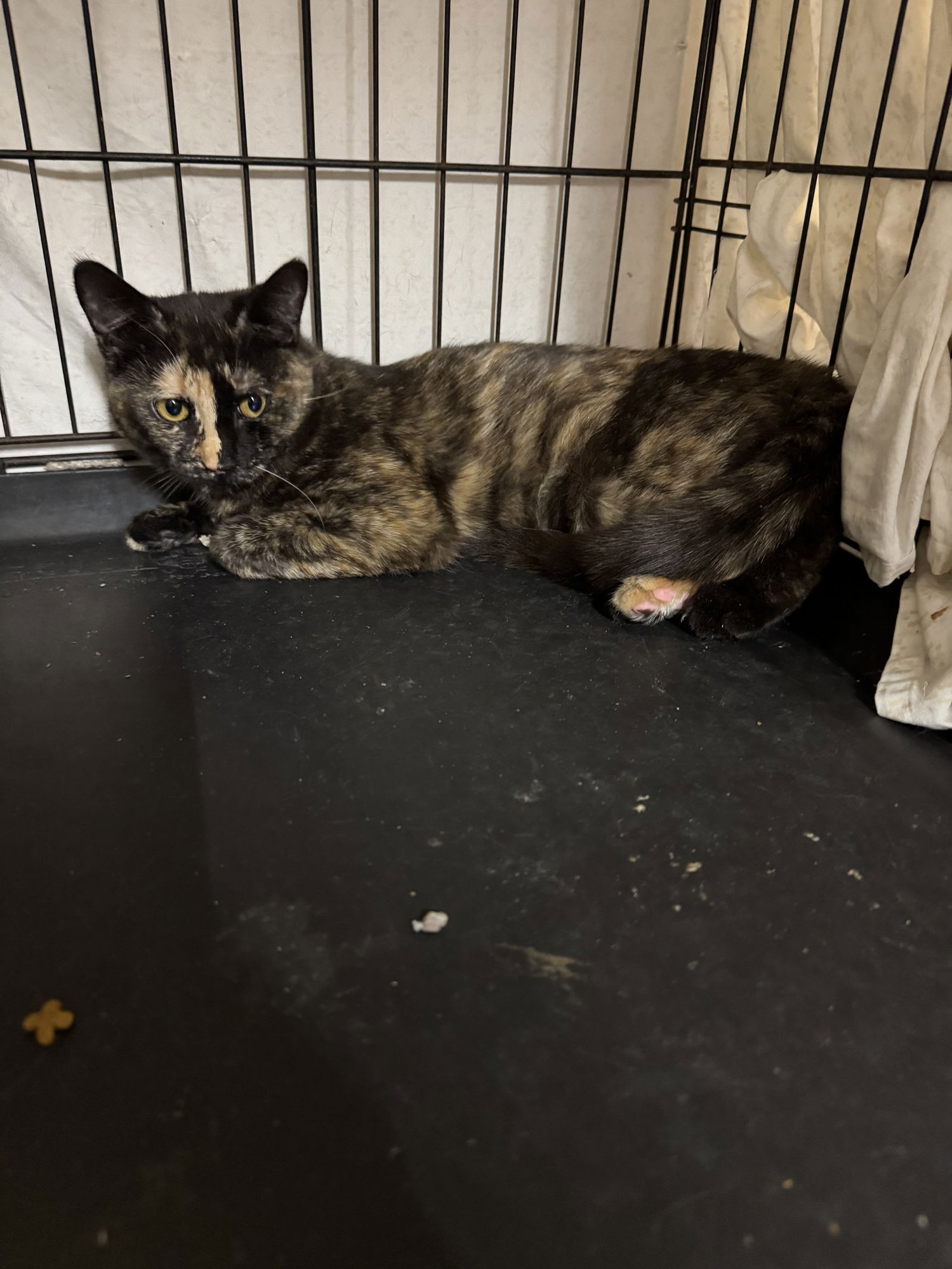 NATALIE - American Shorthair / Tortoiseshell available for adoption
