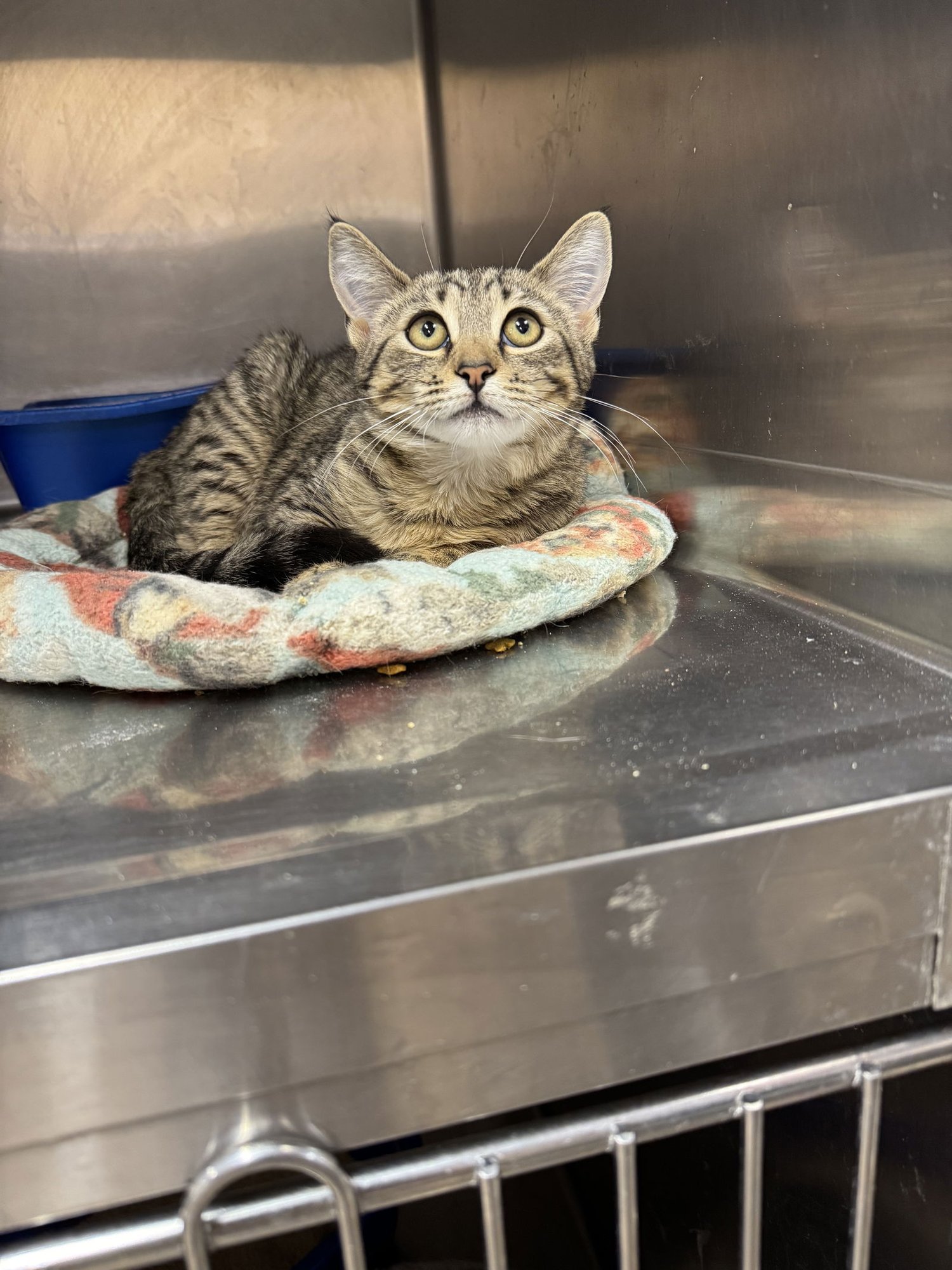 MELANIE - American Shorthair / Tabby available for adoption