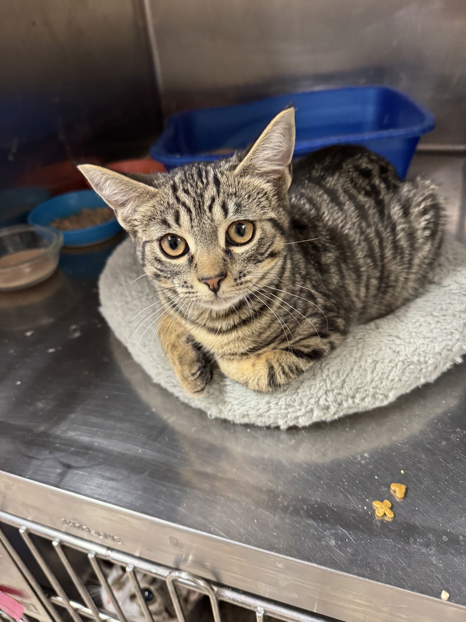 MELANIE - American Shorthair / Tabby available for adoption