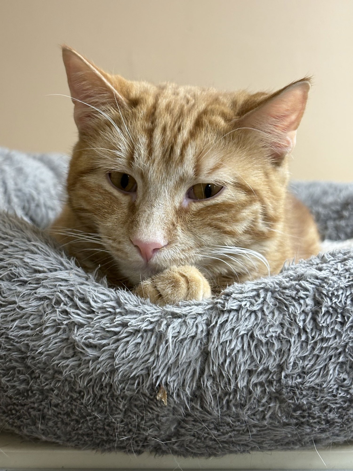 NOLAN - American Shorthair / Tabby available for adoption