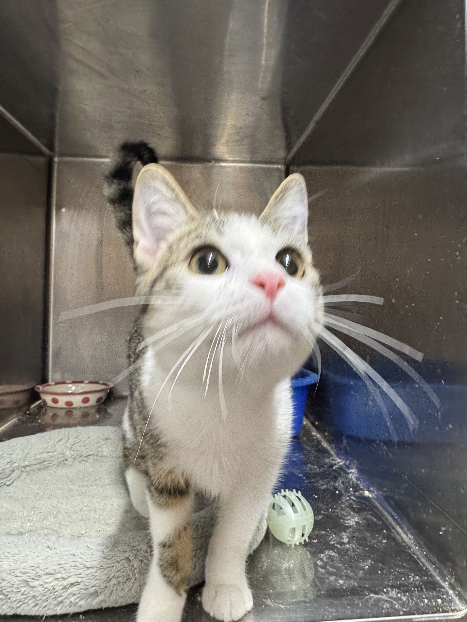 WARREN - American Shorthair / Tabby available for adoption