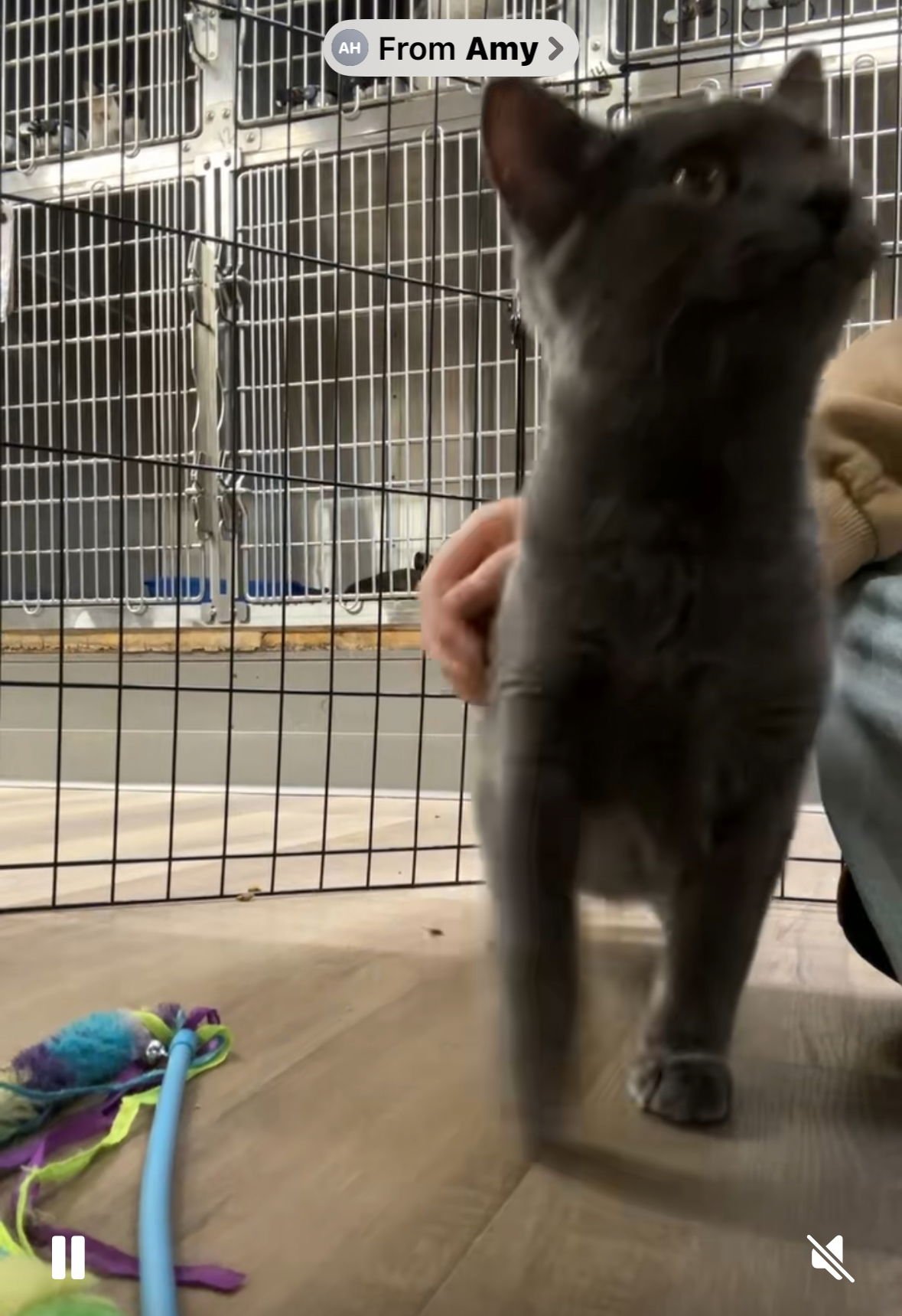 WESTON - American Shorthair / Russian Blue available for adoption