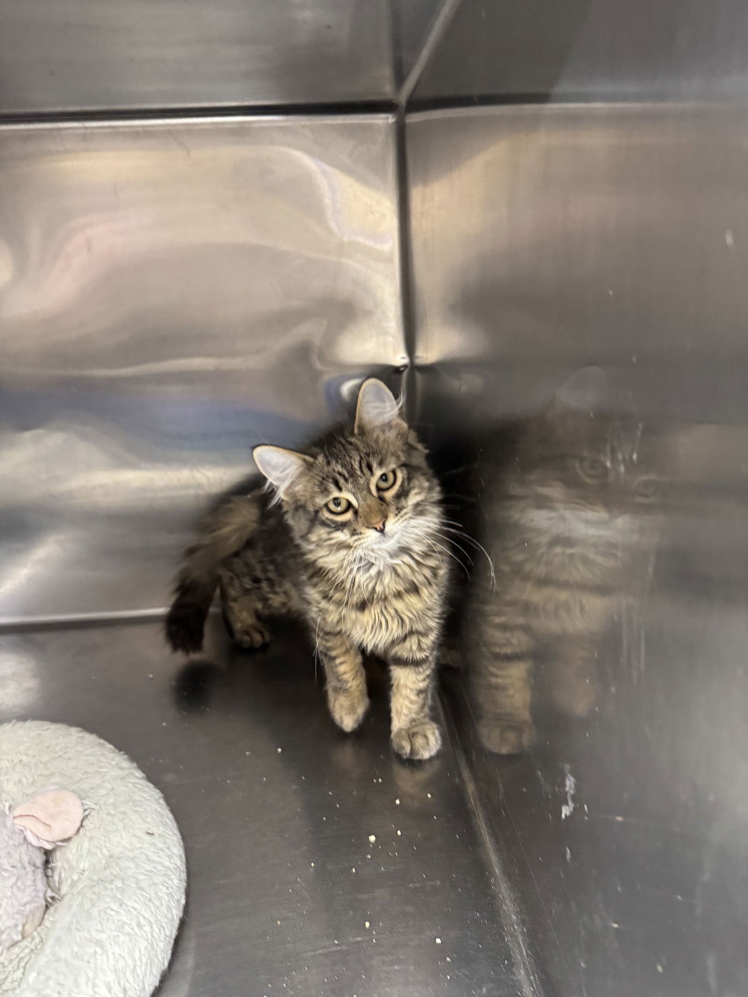 MAX - Domestic Long Hair / Domestic Long Hair available for adoption