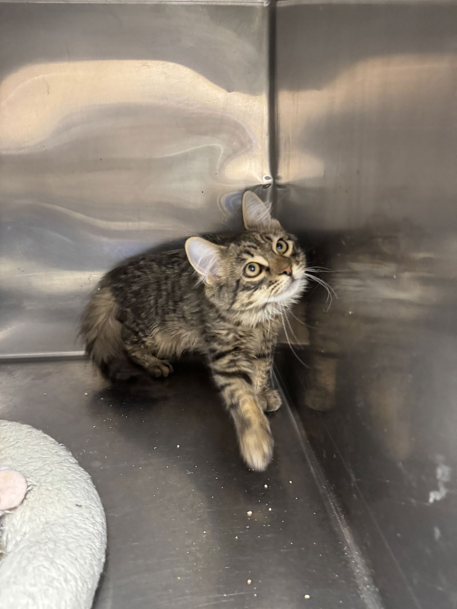 MAX - Domestic Long Hair / Domestic Long Hair available for adoption