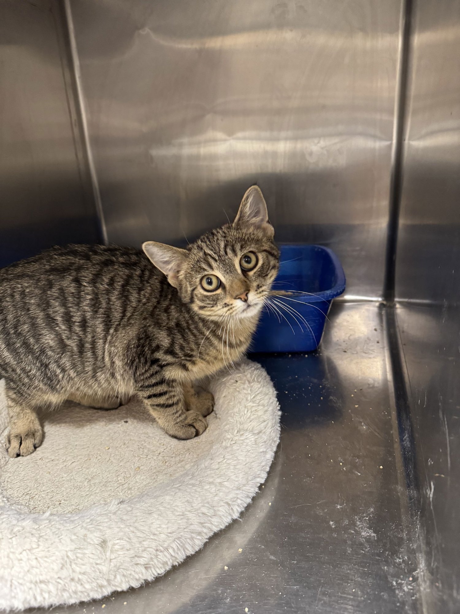 MARTY - American Shorthair / Tabby available for adoption