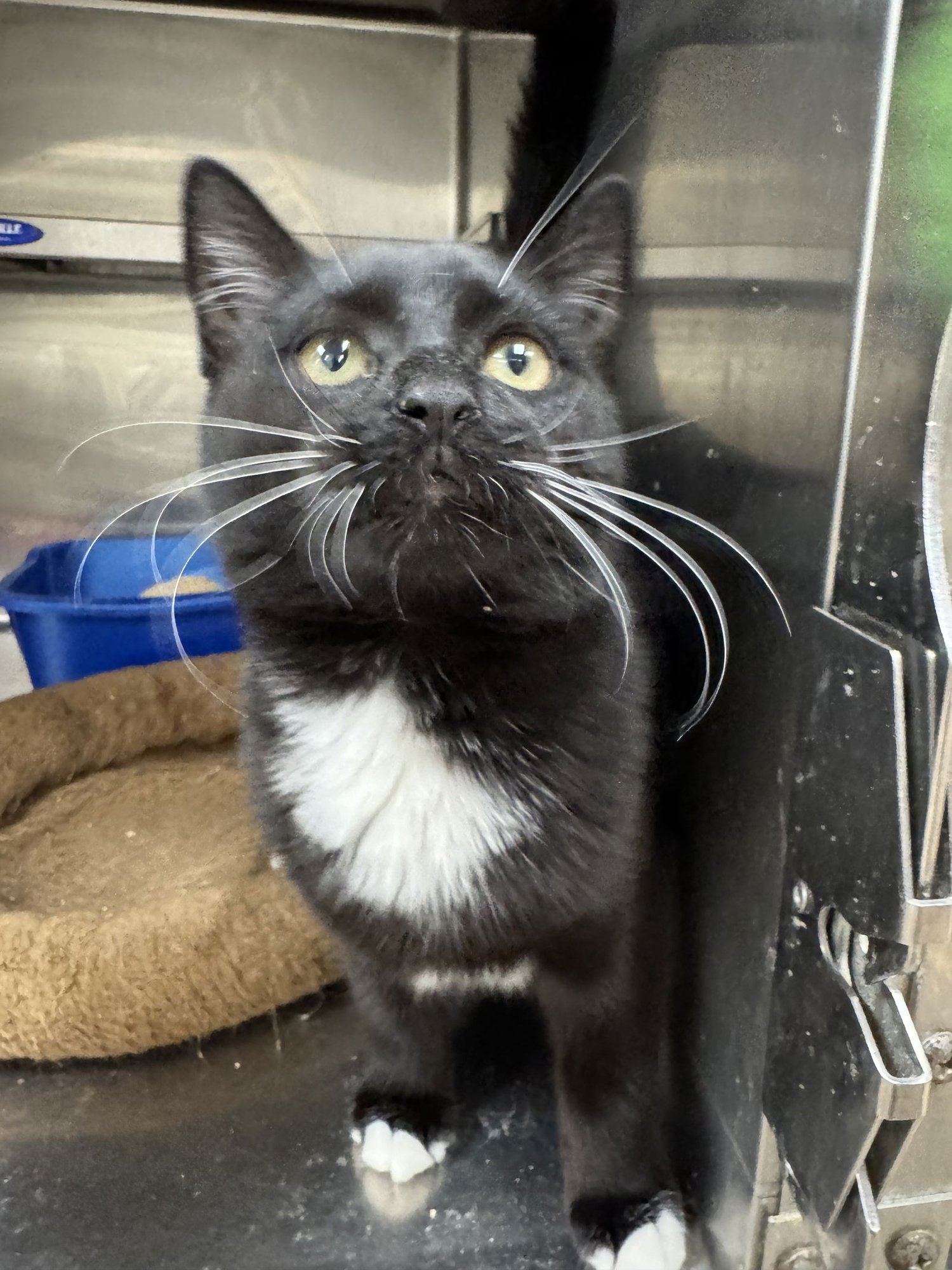 PIPER - American Shorthair / Tuxedo available for adoption