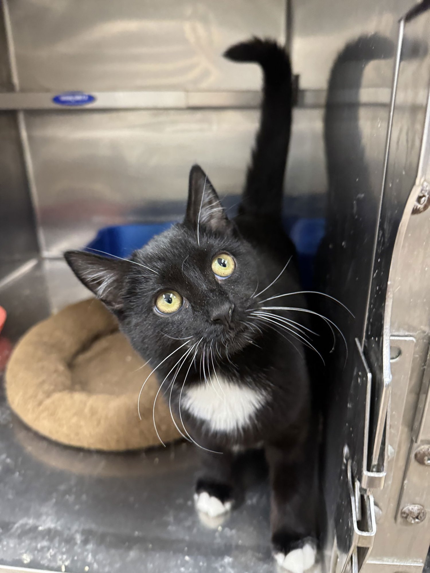 PIPER - American Shorthair / Tuxedo available for adoption