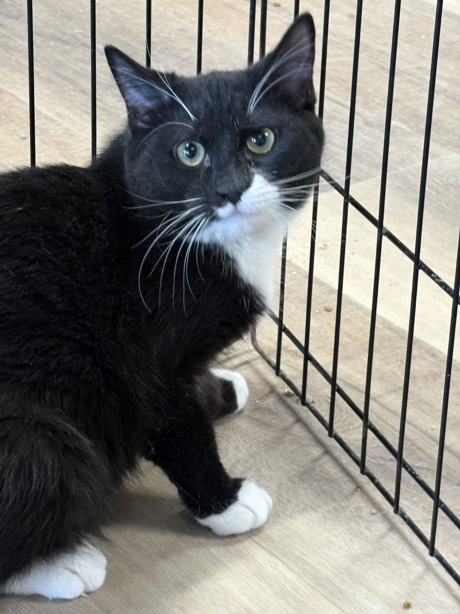 KELLY - American Shorthair / Tuxedo available for adoption