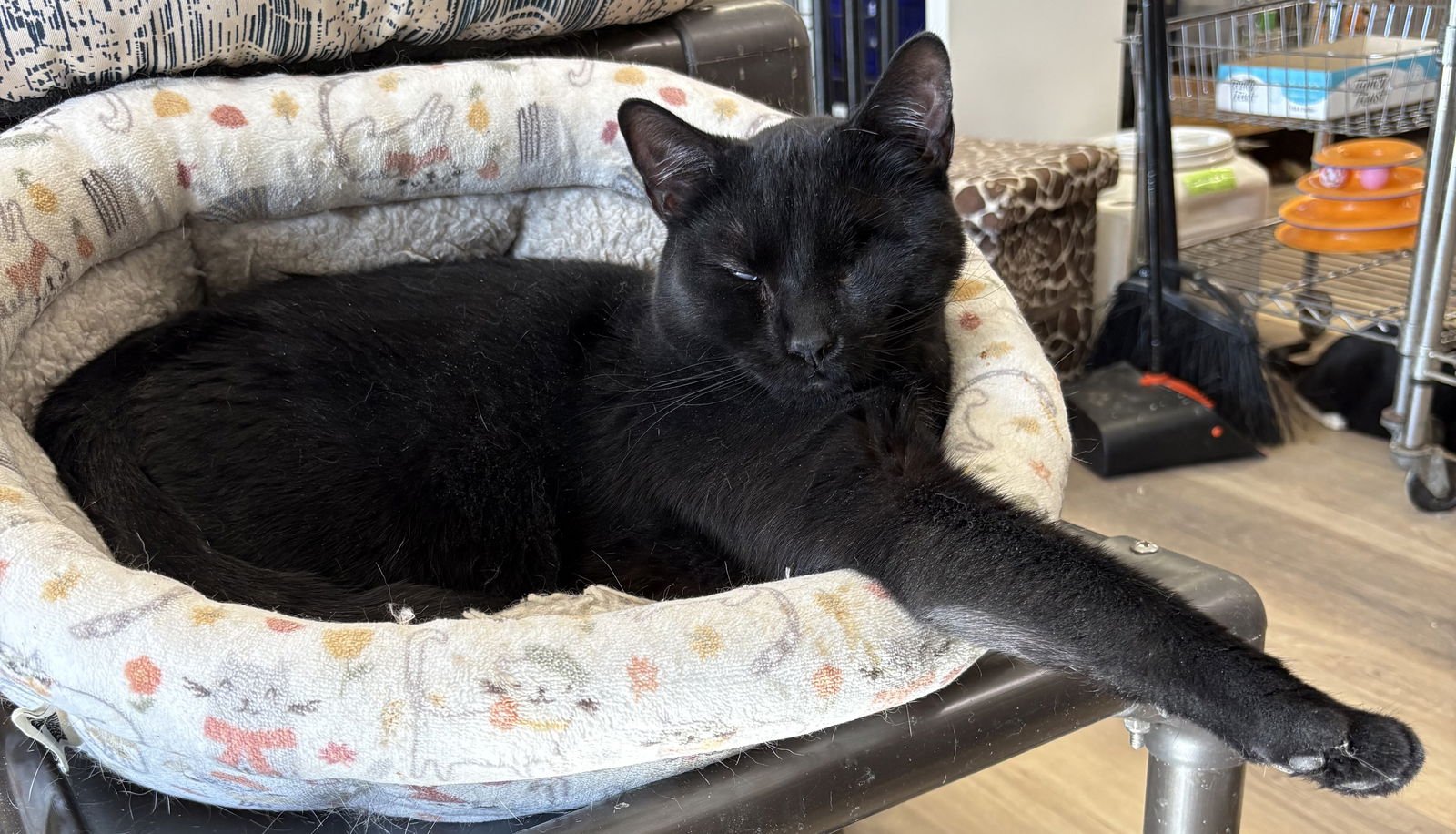 STEVIE - American Shorthair / American Shorthair available for adoption