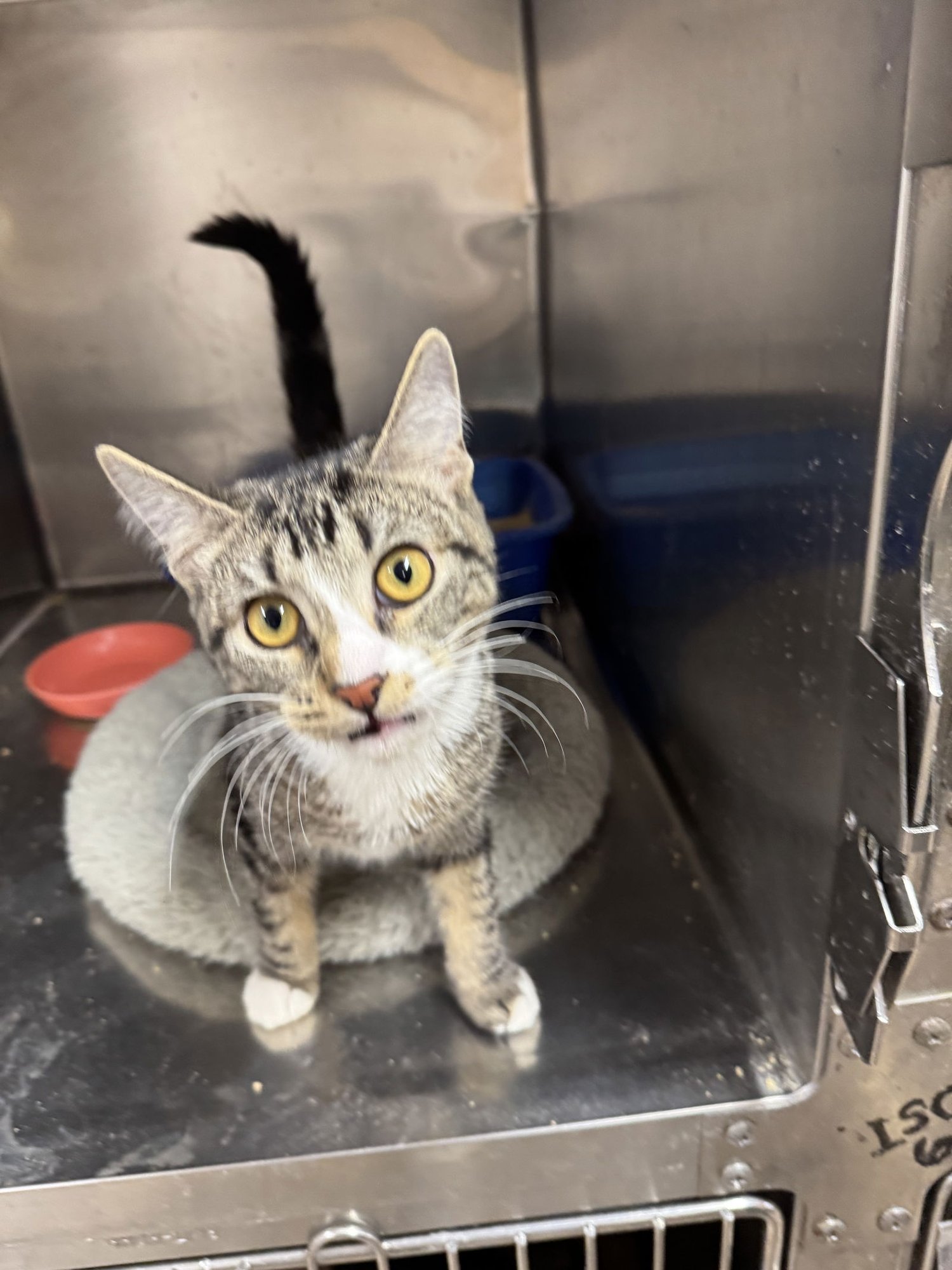 WREN - American Shorthair / Torbie available for adoption