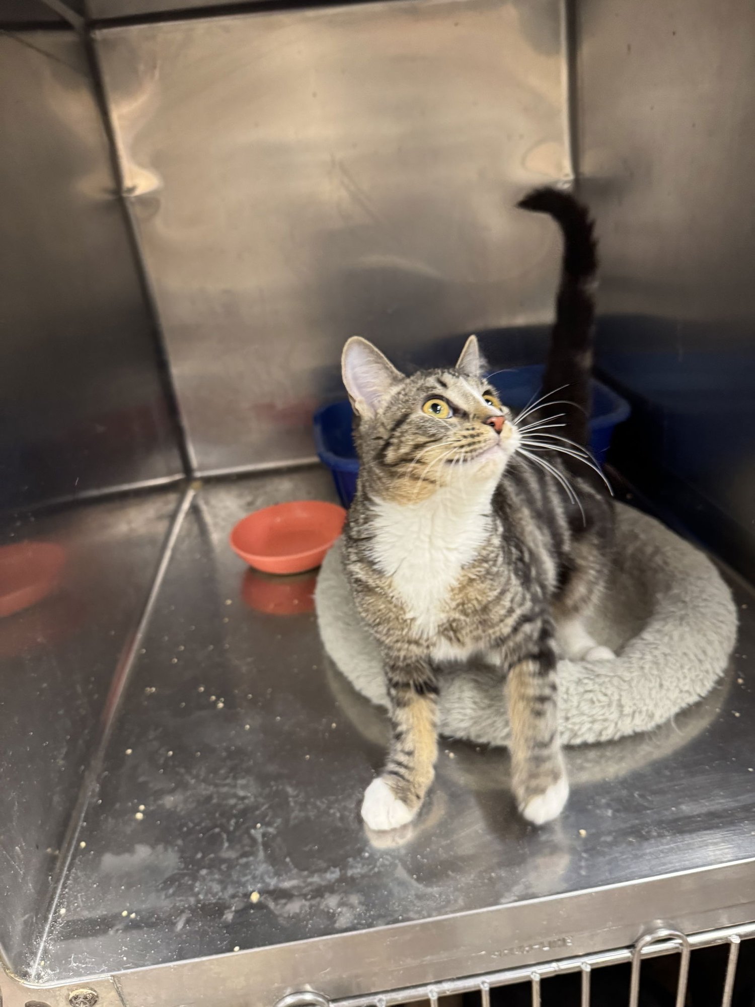 WREN - American Shorthair / Torbie available for adoption