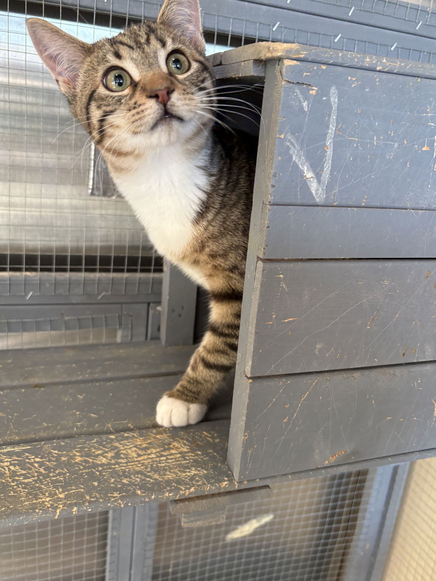 PHOEBE - American Shorthair / Tabby available for adoption