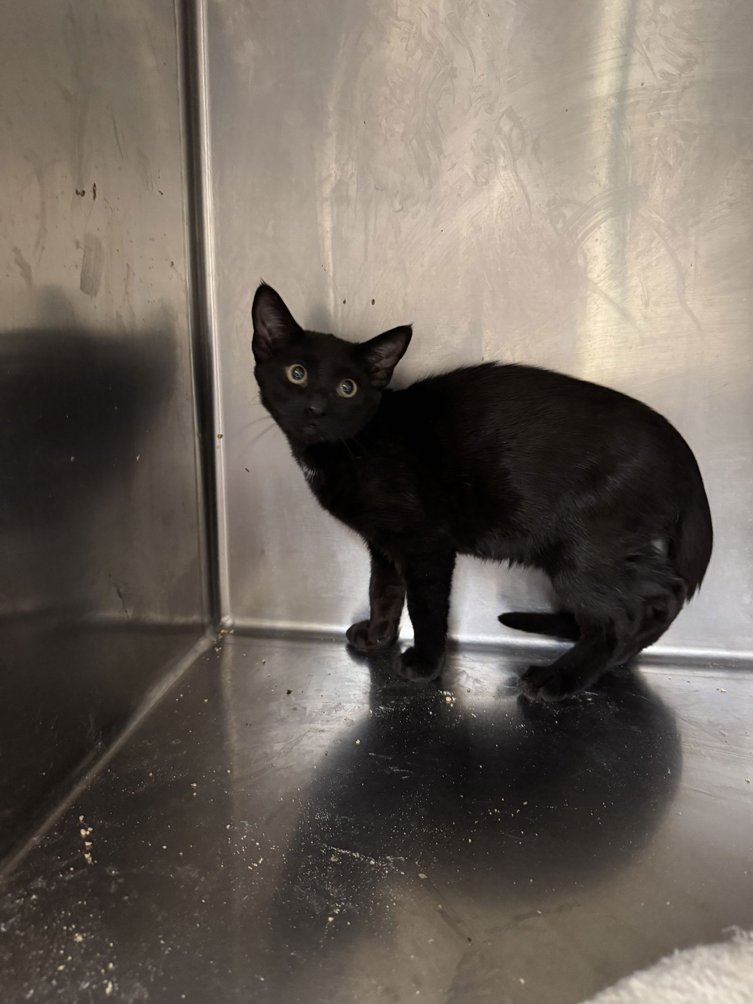 MANNY - American Shorthair / American Shorthair available for adoption