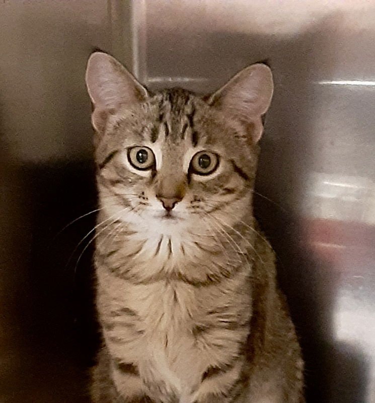 MIA - American Shorthair / Tabby available for adoption