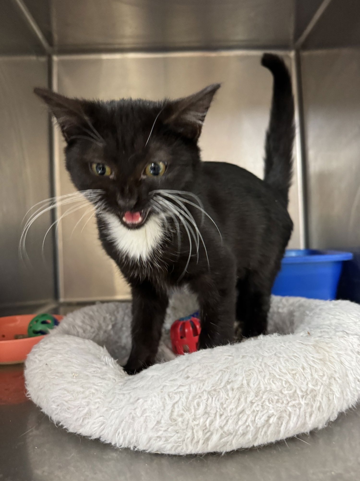 PIERRE - American Shorthair / Tuxedo available for adoption