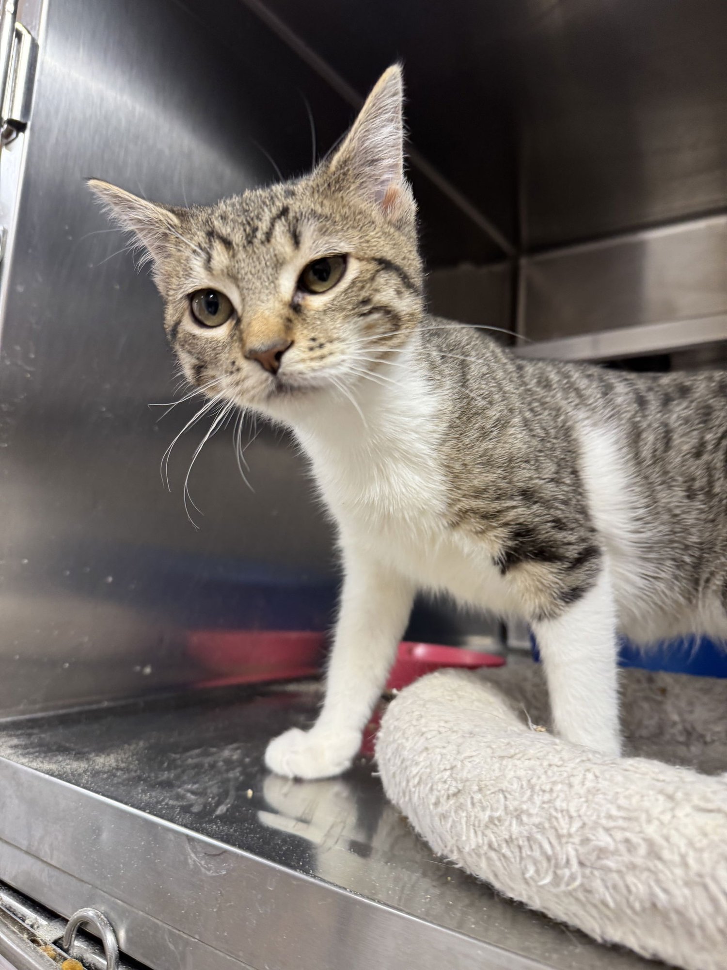 PENELOPE - American Shorthair / Tabby available for adoption