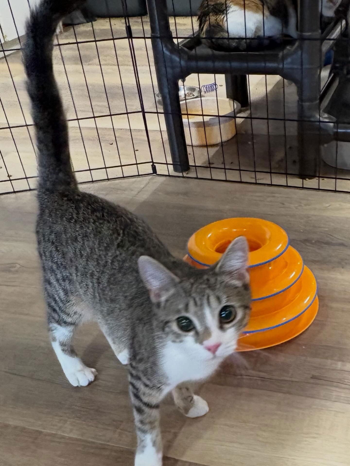 WINDY - American Shorthair / Tabby available for adoption