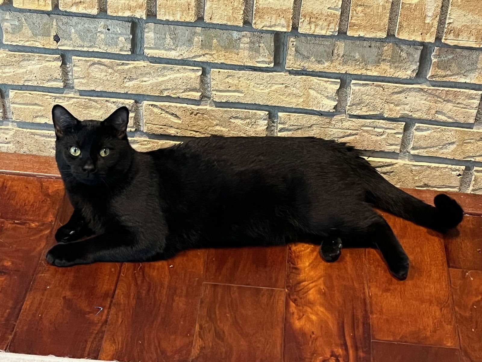 THUNDER - Domestic Short Hair available for adoption