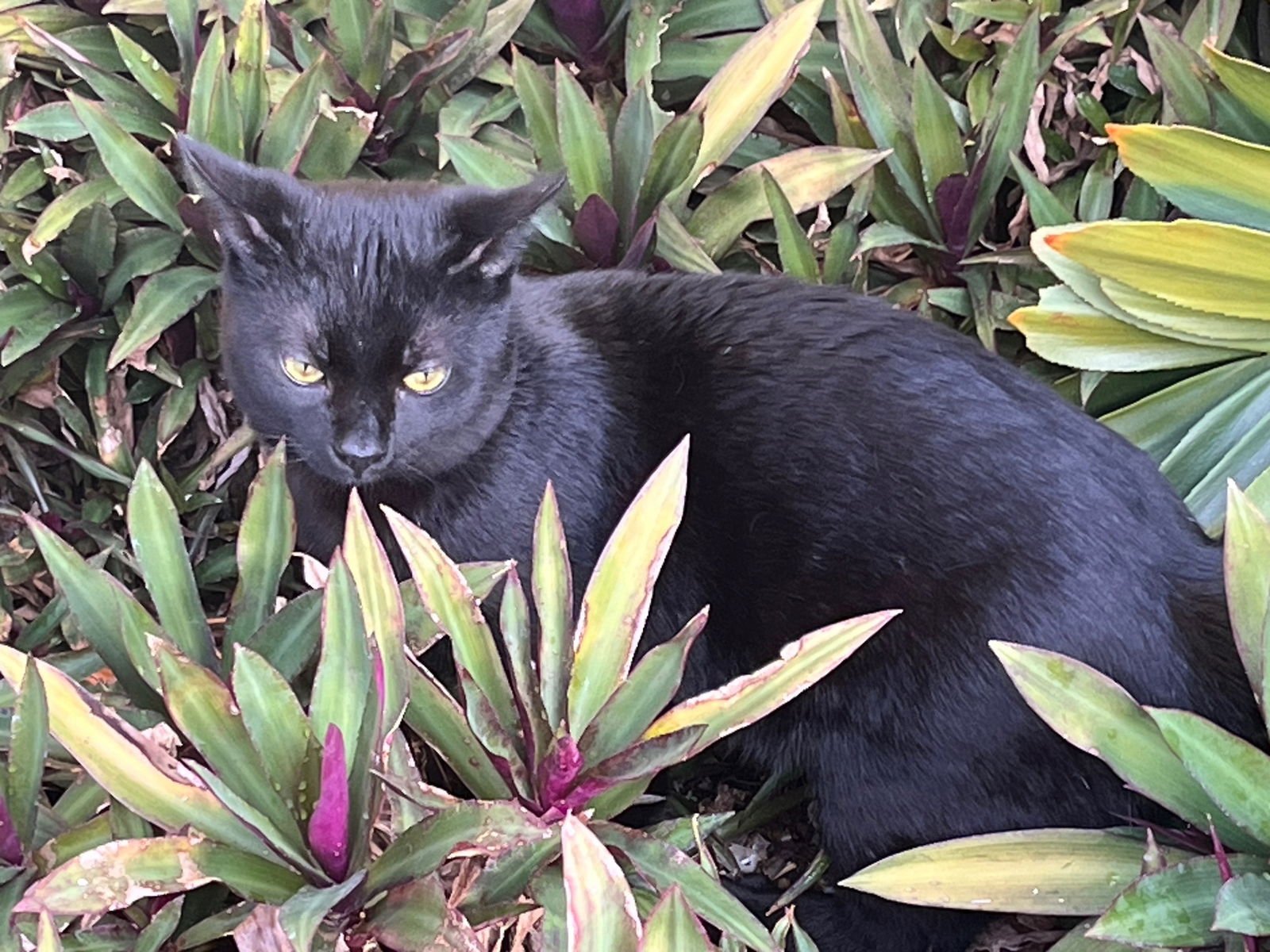 THUNDER - Domestic Short Hair available for adoption