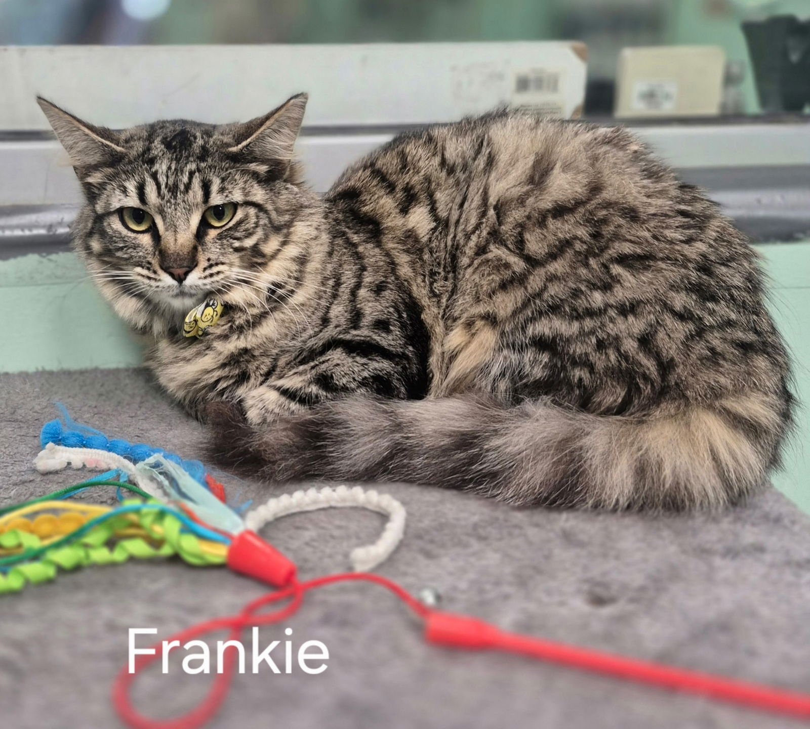 FRANKIE - Domestic Short Hair available for adoption