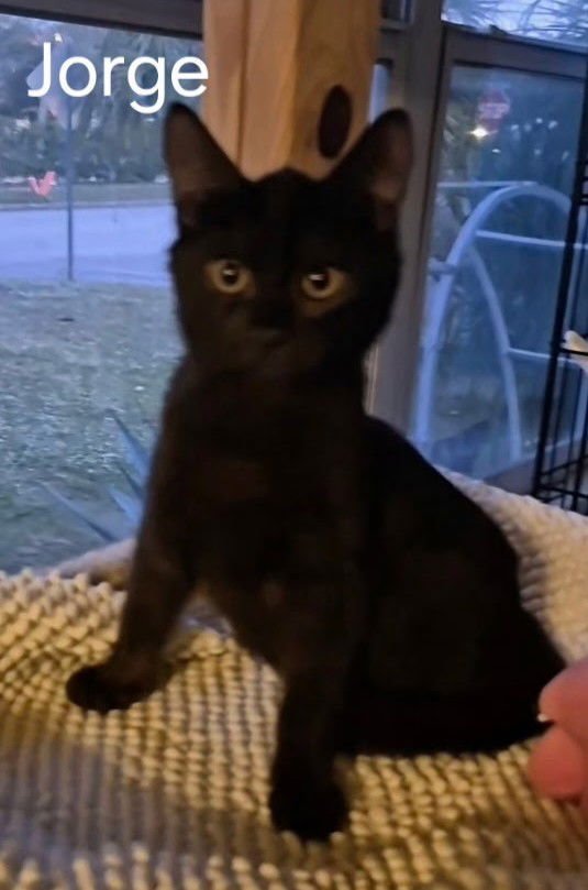 JORGE - Domestic Short Hair available for adoption