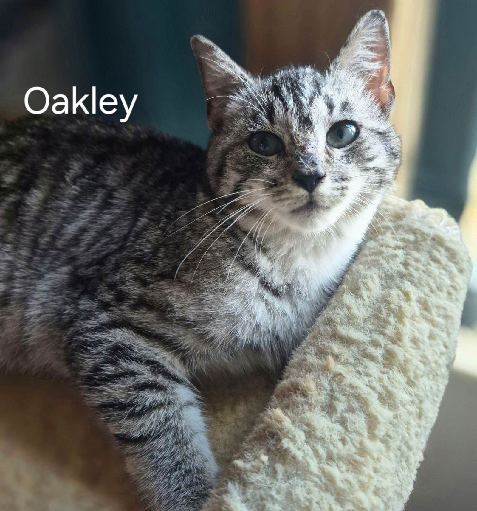 OAKLEY - Domestic Short Hair available for adoption