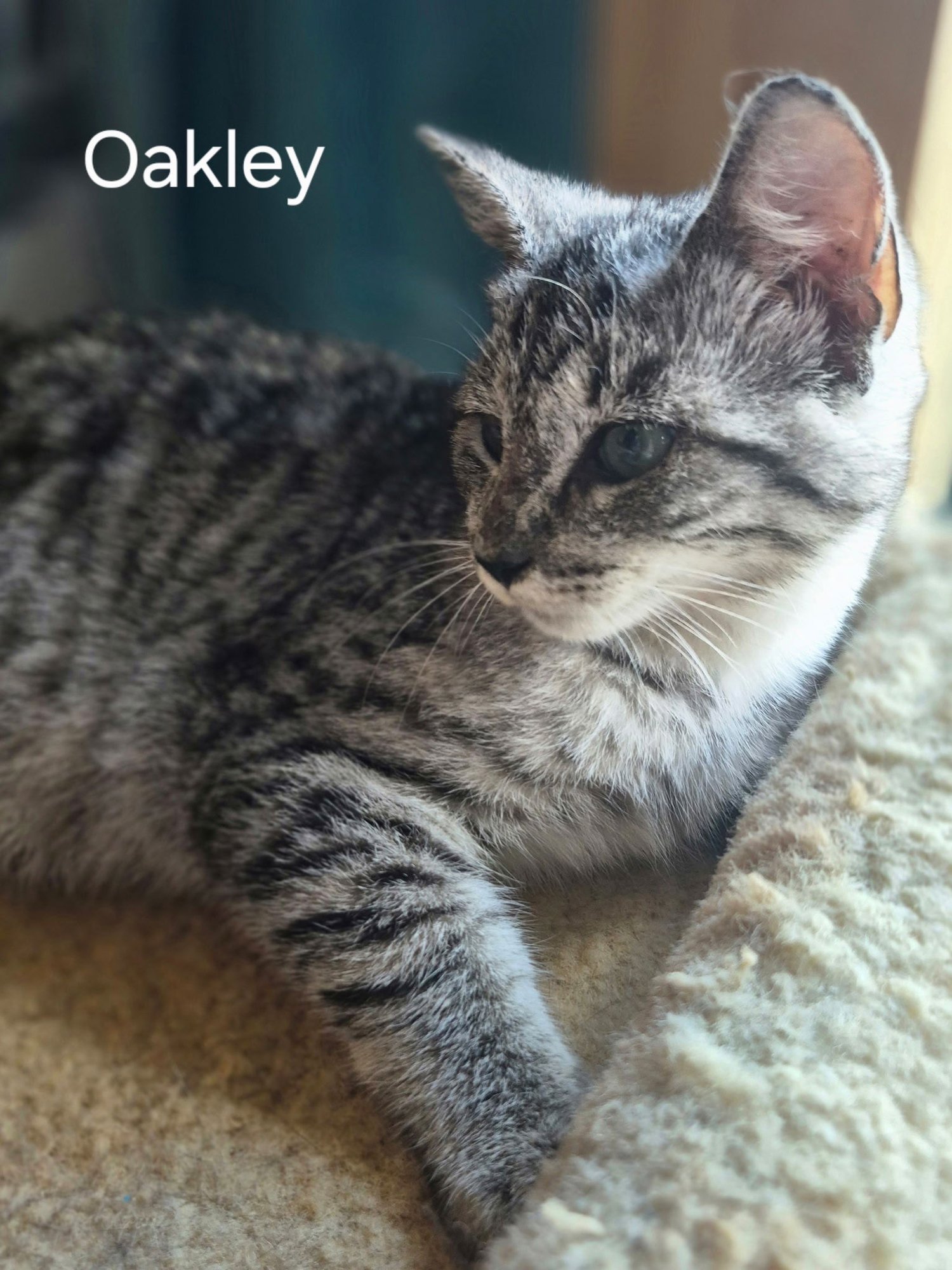 OAKLEY - Domestic Short Hair available for adoption