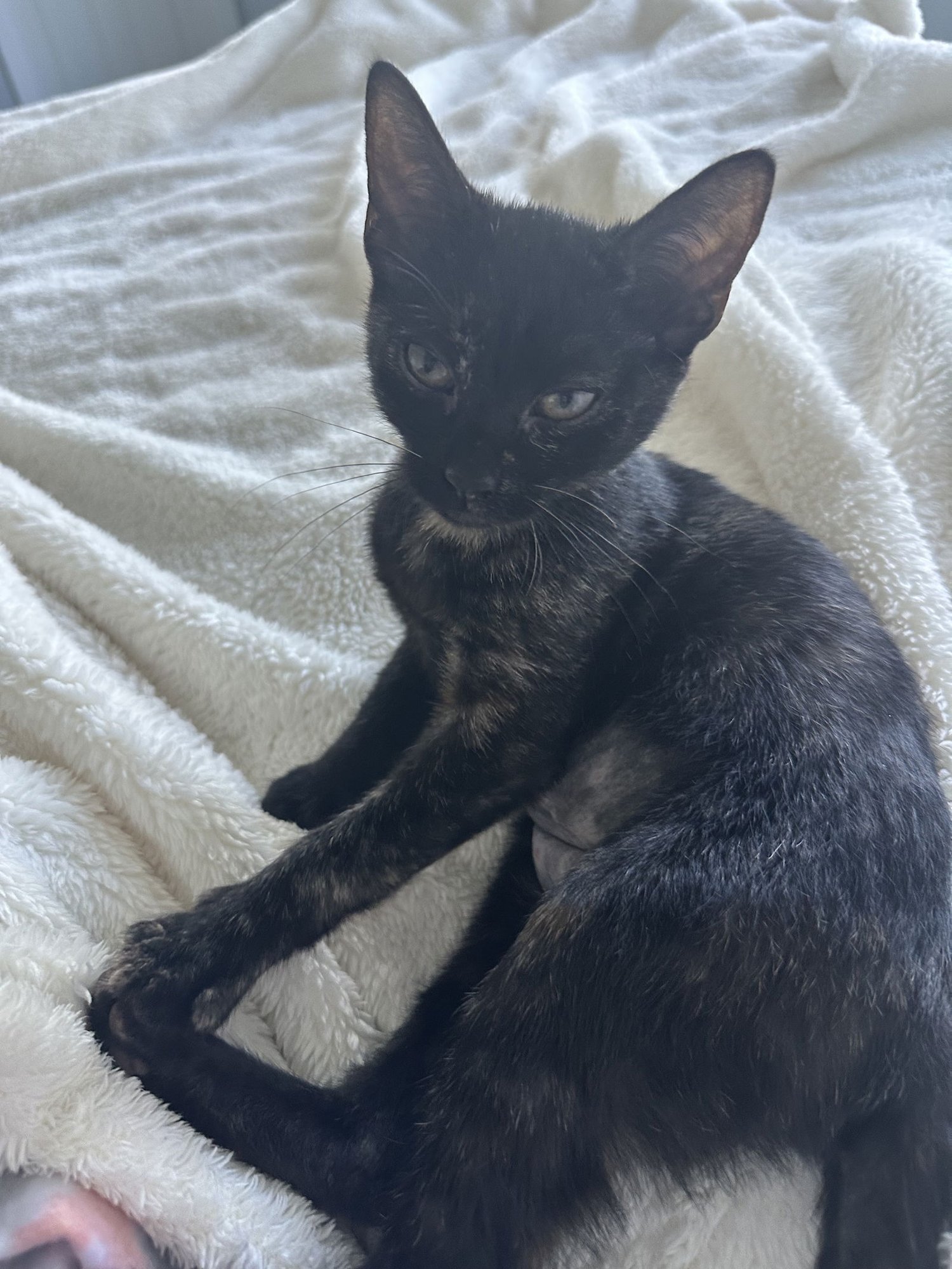 ANGELINA - Domestic Short Hair available for adoption