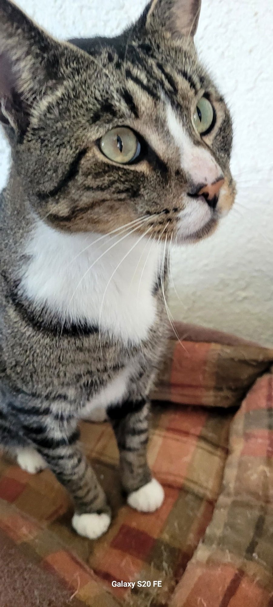 DEANDRE (FELV+) - Domestic Short Hair available for adoption