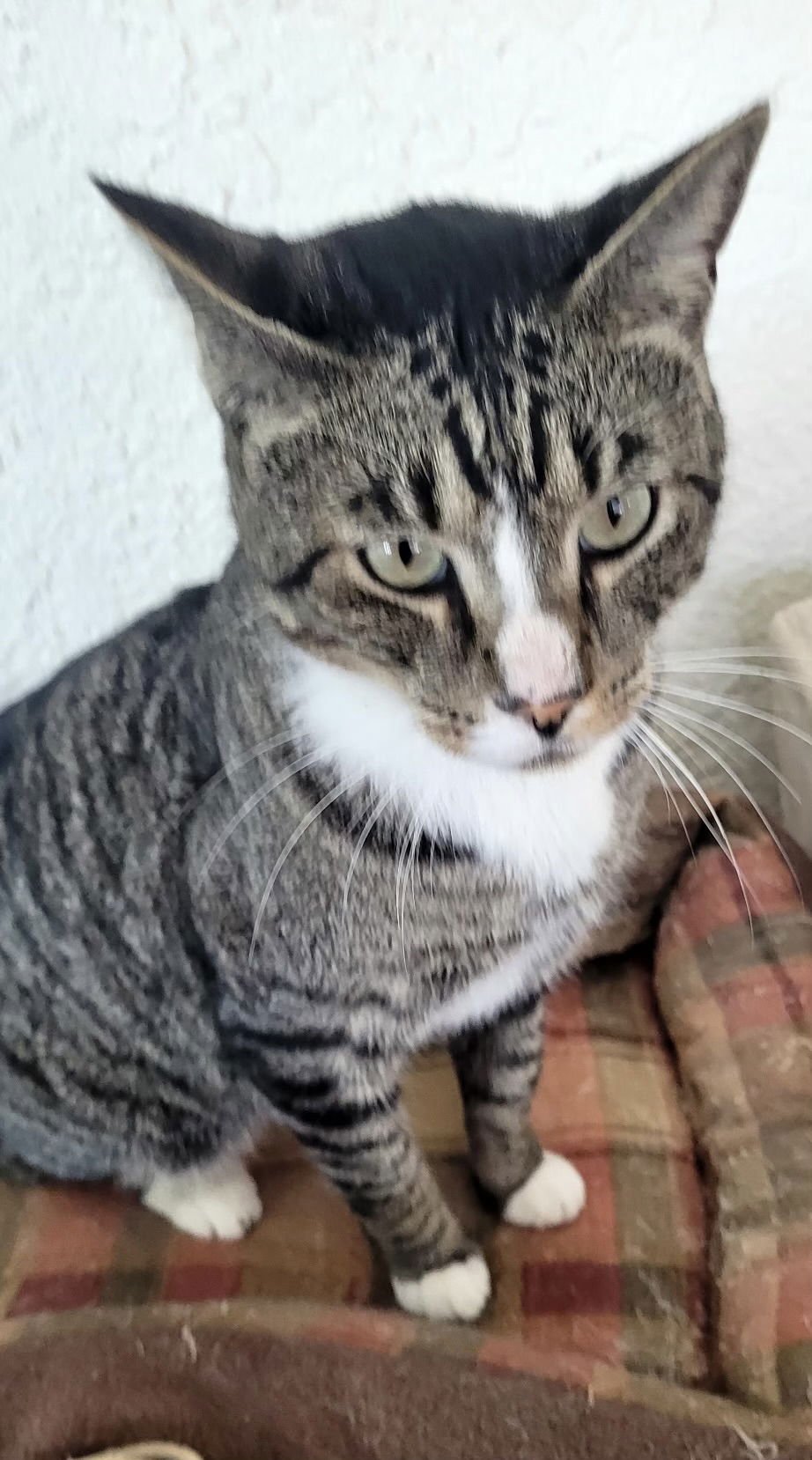 Deandre (FELV+) - Photo 3