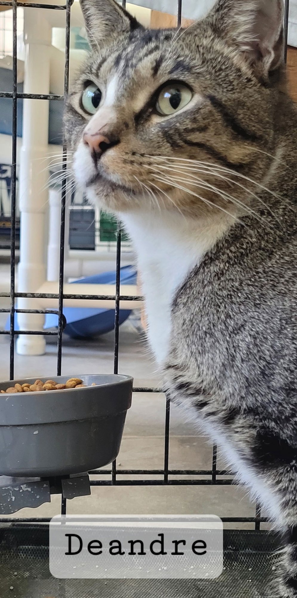 Deandre (FELV+) - Photo 4