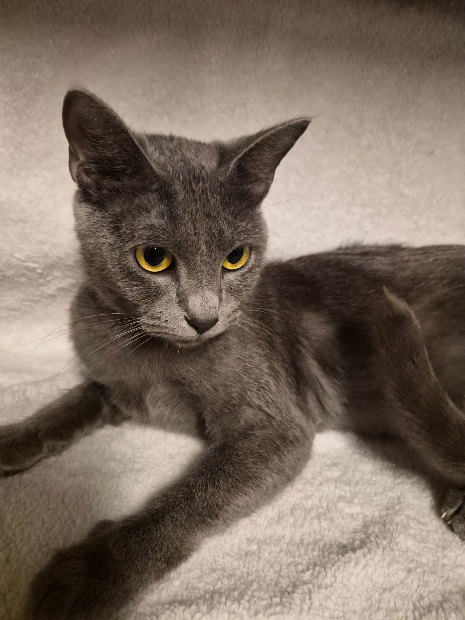 JACKIE THE SMOKEY GRAY BEAUTY - Domestic Short Hair available for adoption