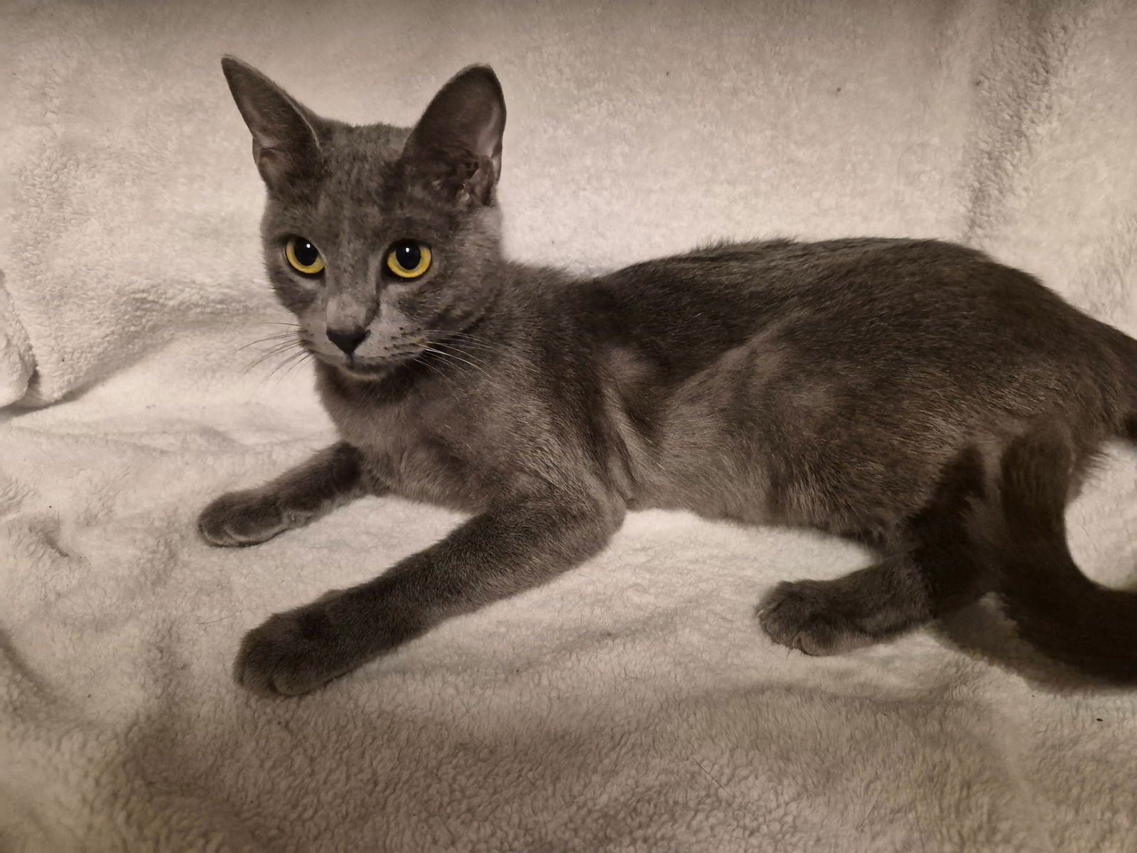 JACKIE THE SMOKEY GRAY BEAUTY - Domestic Short Hair available for adoption