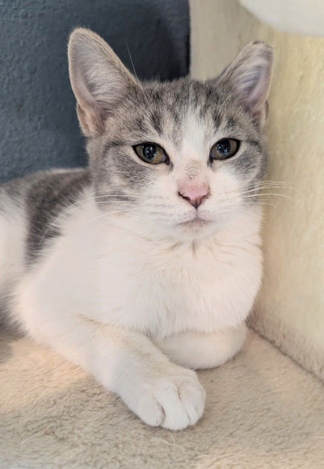 CAVATELLI - Domestic Short Hair available for adoption