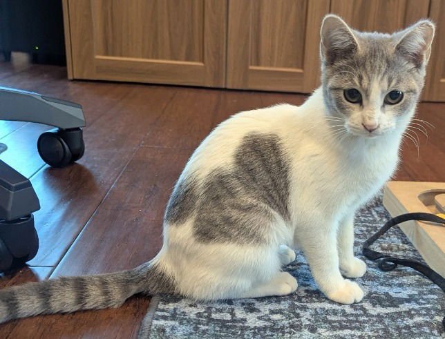 CAVATELLI - Domestic Short Hair available for adoption