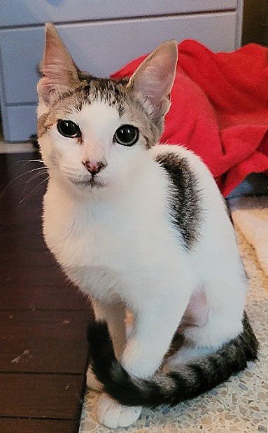 DELILAH - Domestic Short Hair available for adoption