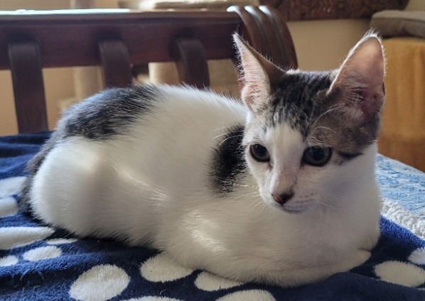 DELILAH - Domestic Short Hair available for adoption