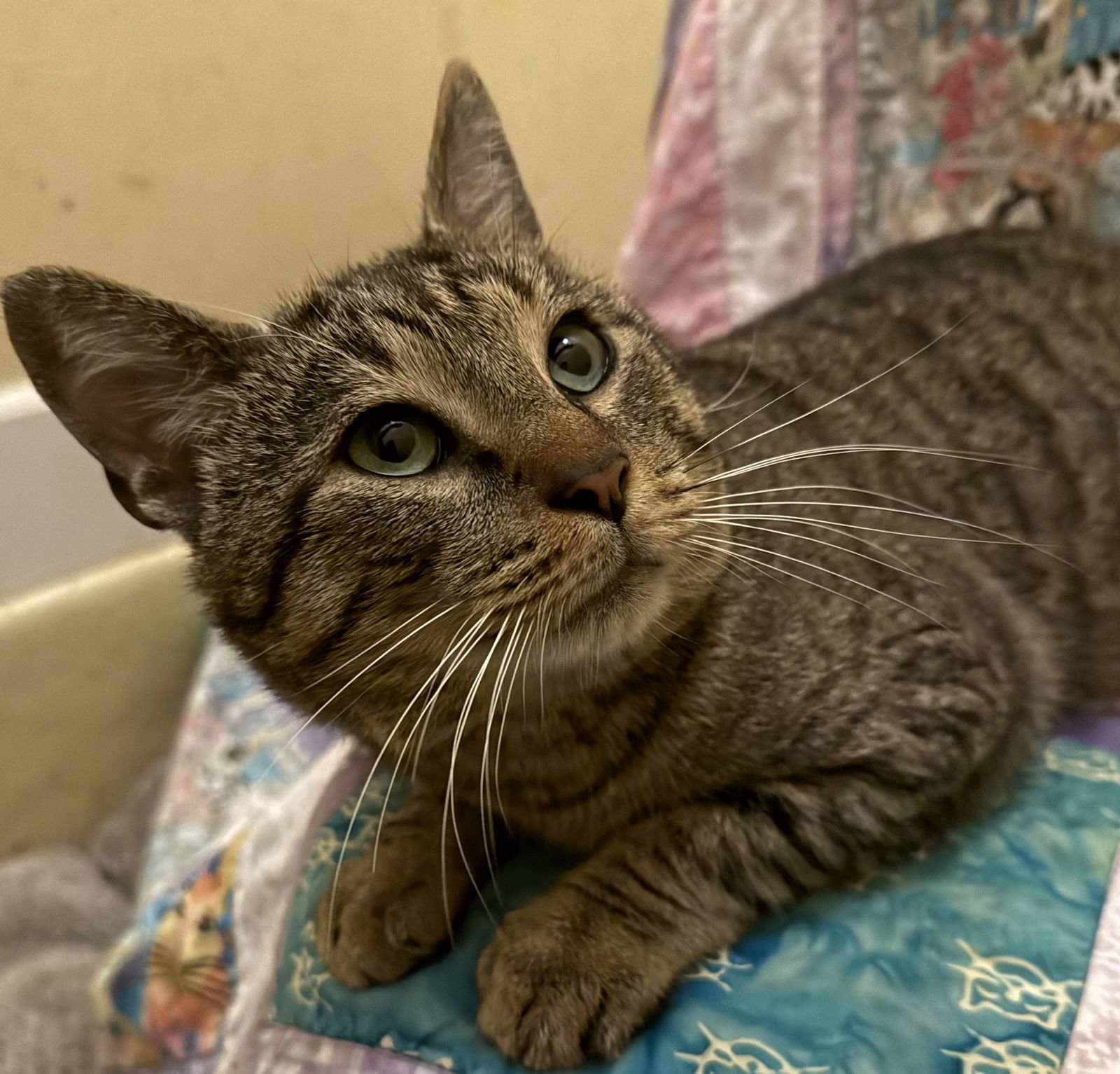 HARRISON - Domestic Short Hair available for adoption