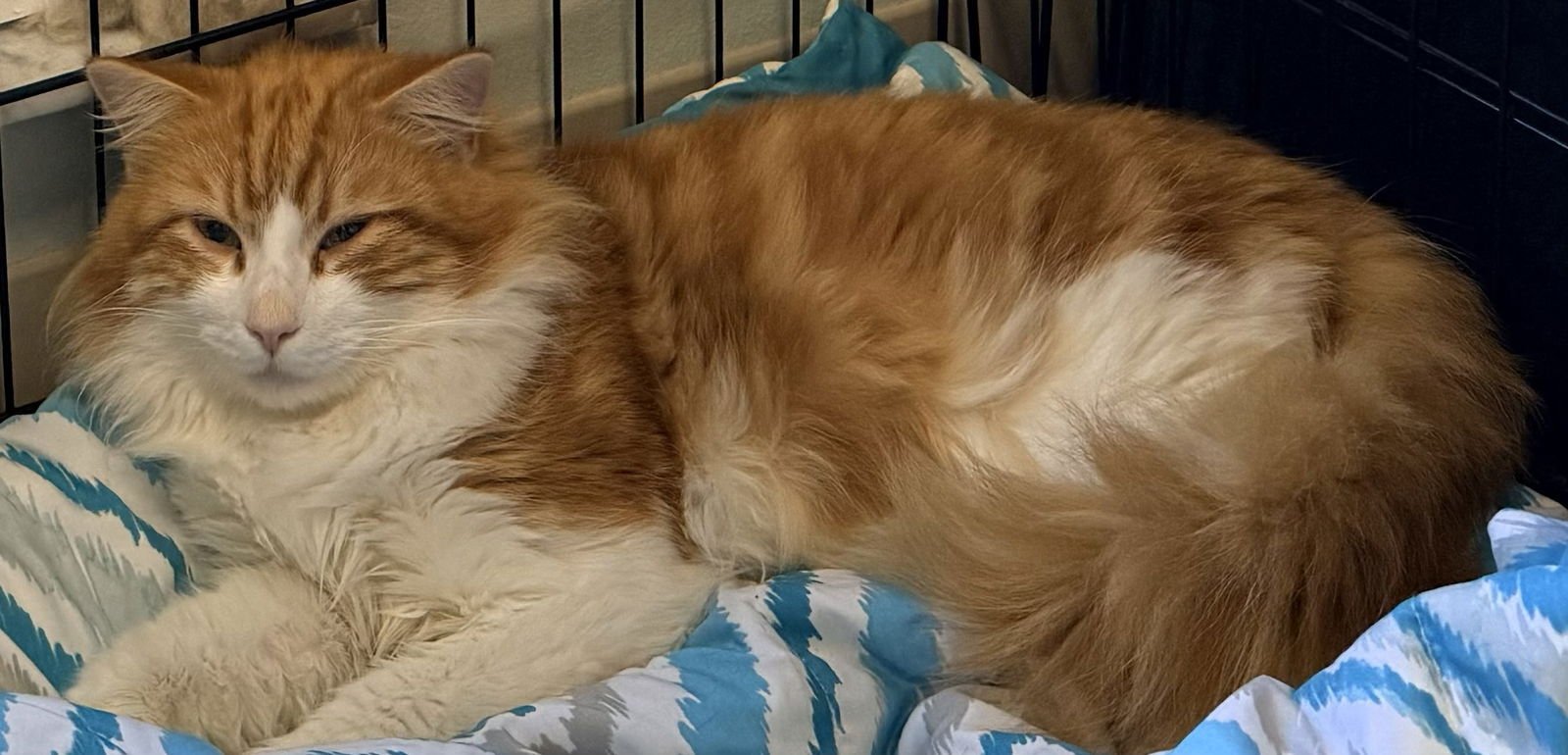 PEANUT - Domestic Medium Hair available for adoption