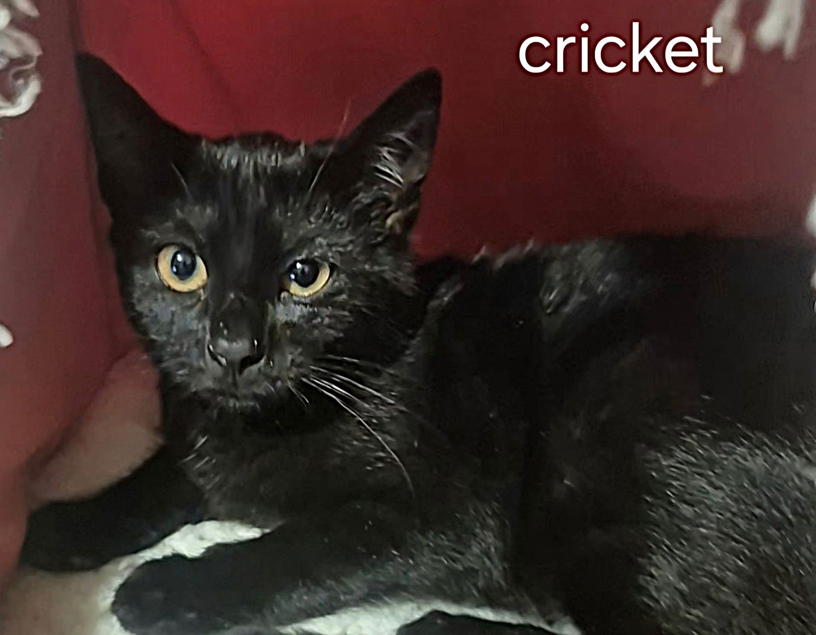 CRICKET - Domestic Short Hair available for adoption