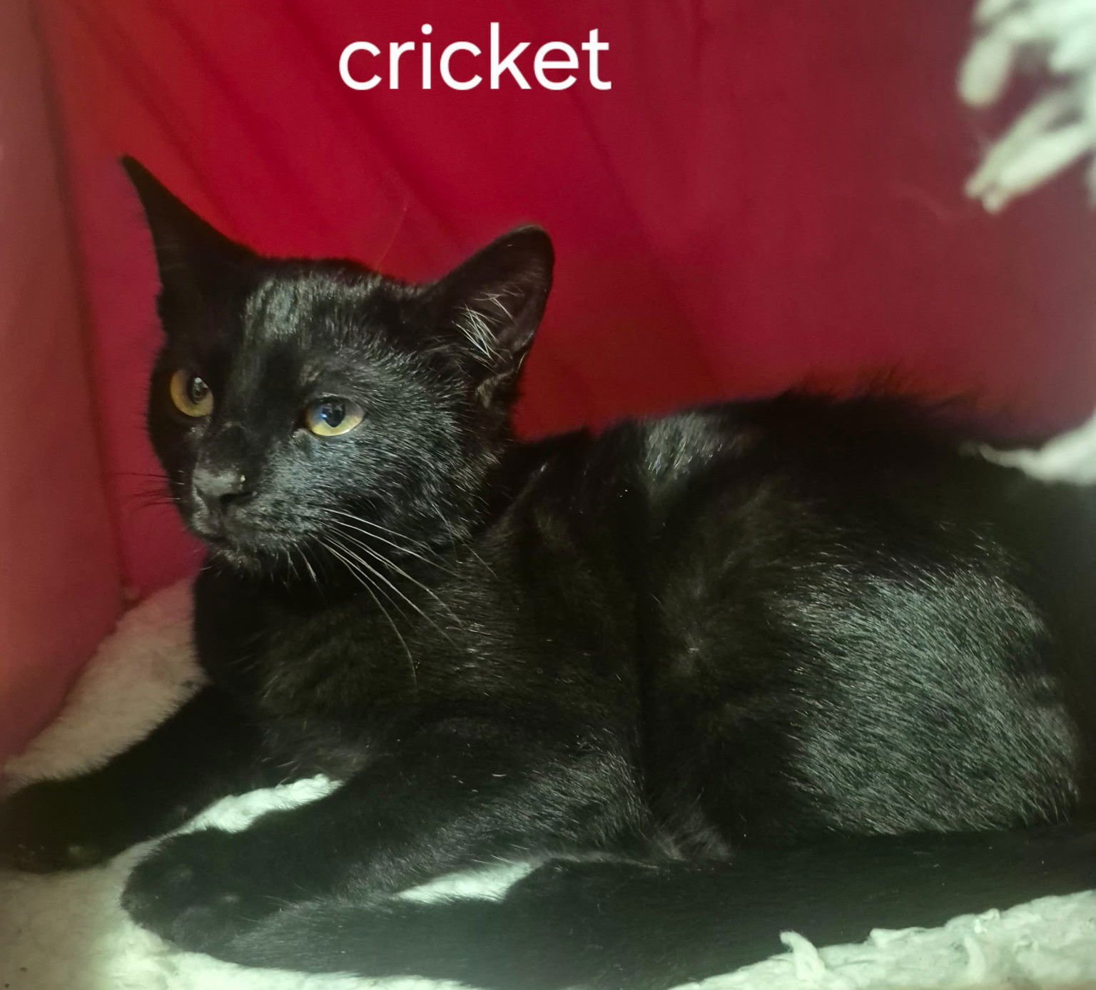 CRICKET - Domestic Short Hair available for adoption